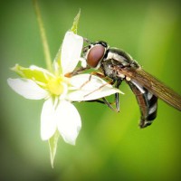 /album/sopulmoncre/photolia-a02-jpg/