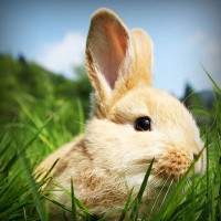 /album/sopulmoncre/photolia-a03-jpg/